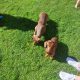 Miniature Dachshund puppies