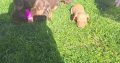 Miniature Dachshund puppies