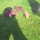 Miniature Dachshund puppies