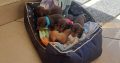 Miniature Dachshund puppies