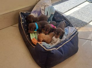 Miniature Dachshund puppies