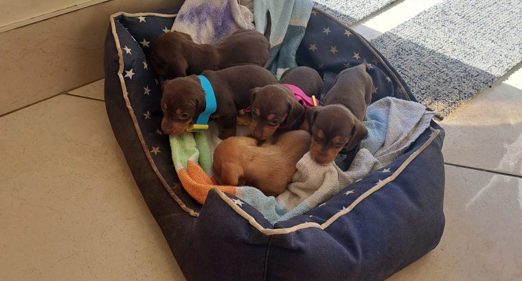 Miniature Dachshund puppies