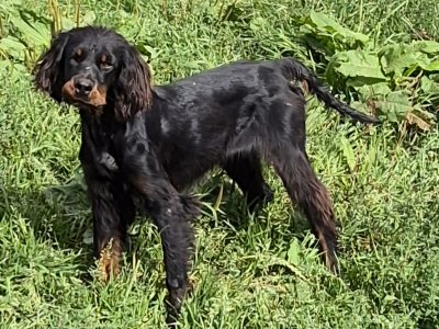 Gordon Setters in Ballyneety – Gentle Family Pups