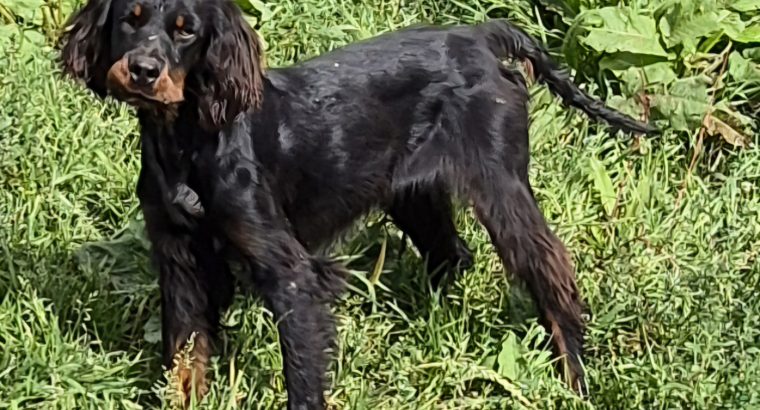 Gordon Setters for Sale