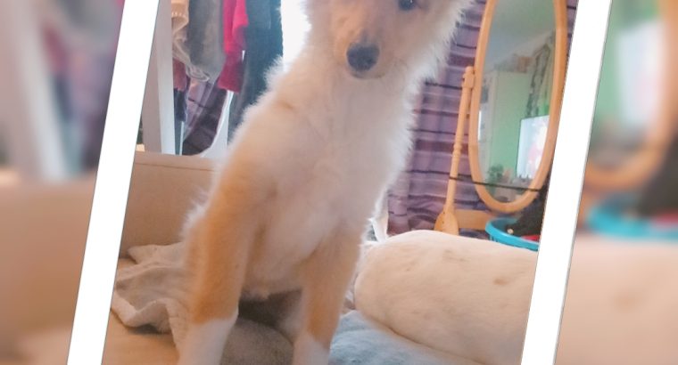 Beautiful rough collie