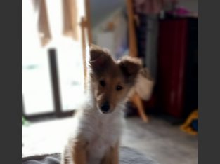 Beautiful rough collie