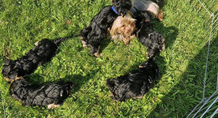 Miniature Yorkshire terrier