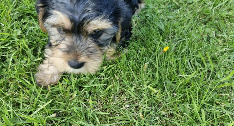 Miniature Yorkshire terrier