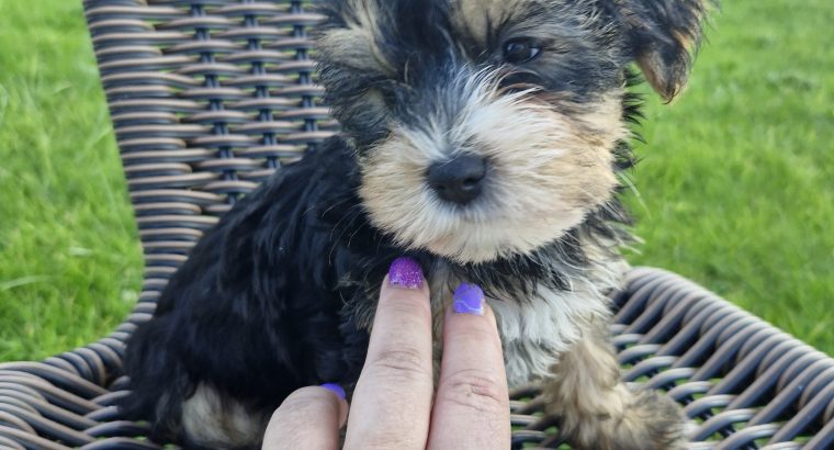 Miniature Yorkshire terrier