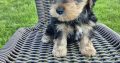 Miniature Yorkshire terrier