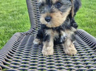 Miniature Yorkshire terrier