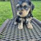 Miniature Yorkshire terrier