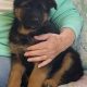 German Shepher Puppies