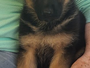 German Shepher Puppies