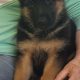 German Shepher Puppies