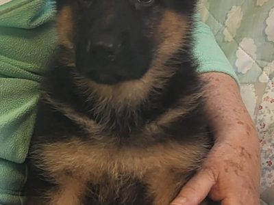 German Shepherd Puppies in Brittas Co Dublin