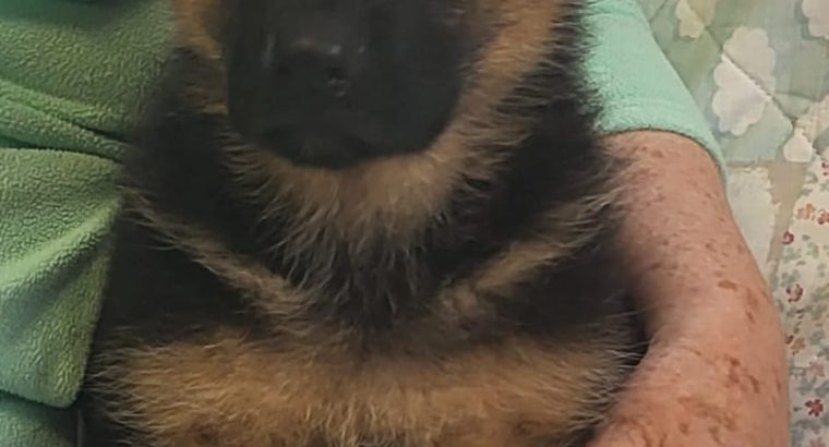 German Shepher Puppies