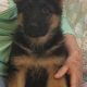 German Shepher Puppies