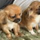 Beautiful mini puppies for sale