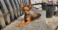 Russkiy Toy Terrier Long Haired IKC