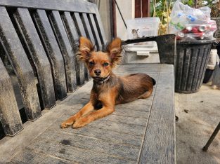 Russkiy Toy Terrier Long Haired IKC