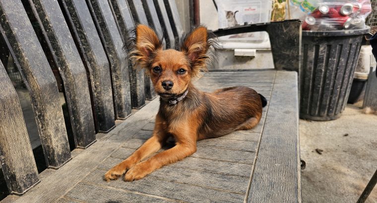 Russkiy Toy Terrier Long Haired IKC