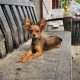 Russkiy Toy Terrier Long Haired IKC