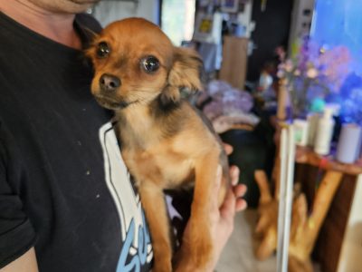 Russkiy Toy Terrier Puppy in Connolly – IKC Registered