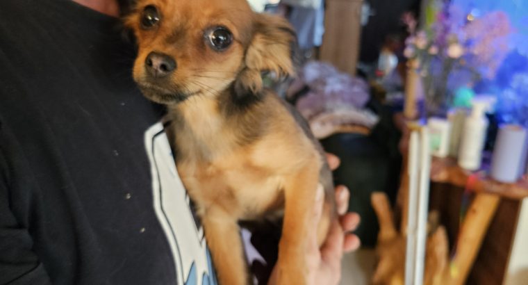 Russkiy Toy Terrier Long Haired IKC