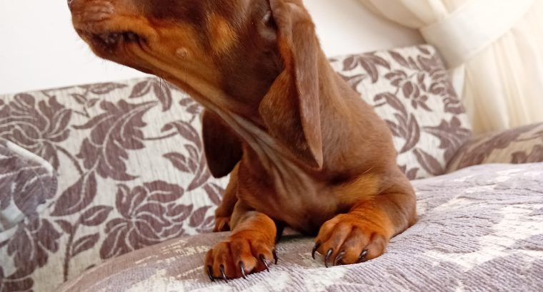 Chocolate Dachshund Puppy