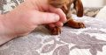 Chocolate Dachshund Puppy