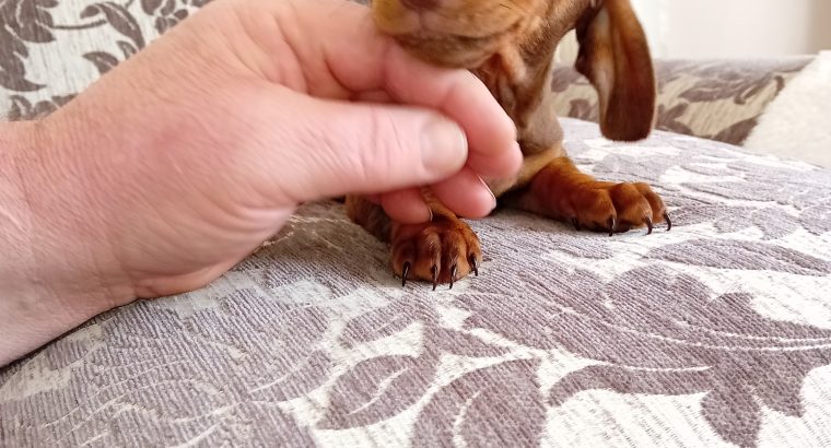 Chocolate Dachshund Puppy