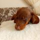 Chocolate Dachshund Puppy