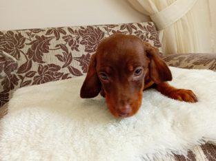 Chocolate Dachshund Puppy