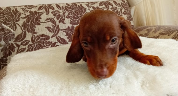 Chocolate Dachshund Puppy