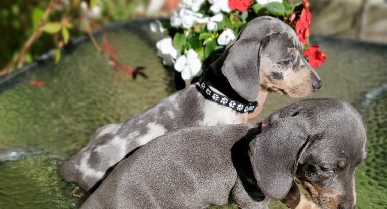 Lilac Miniature dachshunds