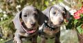 Lilac Miniature dachshunds