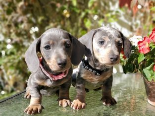 Lilac Miniature dachshunds