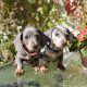 Lilac Miniature dachshunds