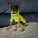 Russian toy terrier puppy