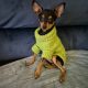 Russian toy terrier puppy