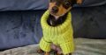 Russian toy terrier puppy