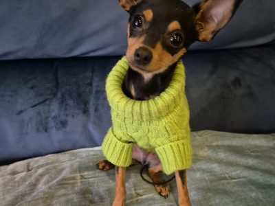 Russian Toy Terrier Puppy in Dublin – IKC Registered