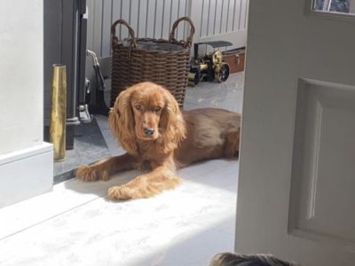Cocker Spaniel in Ratoath – Active & Lovable