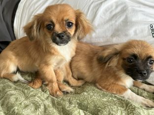 Beautiful mini puppies for sale