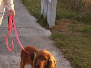 Danny, 1 year old Cocker Spaniel