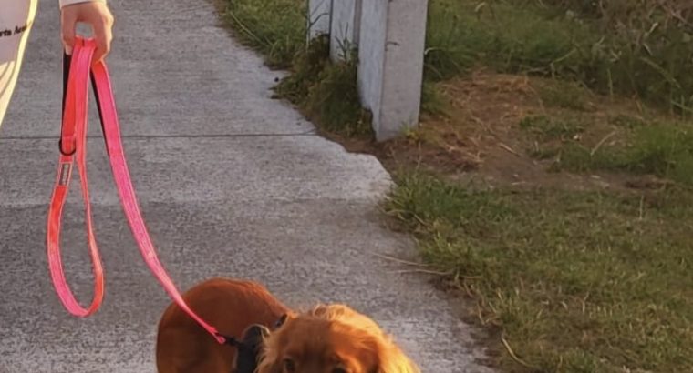 Danny, 1 year old Cocker Spaniel