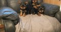 Yorkshire Terrier Puppies