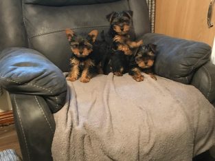 Yorkshire Terrier Puppies