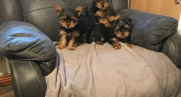 Yorkshire Terrier Puppies